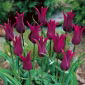 Tulipan Burgundy - 5 cebulek
