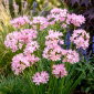 Czosnek różowy - Allium roseum - 20 cebulek