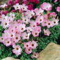 Szczawik chilijski - Oxalis Adenophylla - 5 cebulek