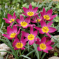 Tulipan botaniczny Eastern Star - 5 cebulek