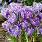 Krokus King of the Striped - 10 szt.