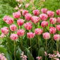 Tulipan Vogue - opak. 5 szt.