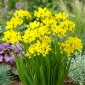 Allium moly - Czosnek złocisty - 20 cebulek