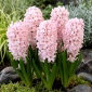 Hiacynt China Pink - op. 3 szt.