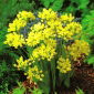 Allium moly - Czosnek złocisty - 20 cebulek