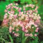 Czosnek różowy - Allium roseum - 20 cebulek