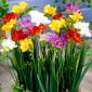 Freesia - Frezja pełna mix kolorów - 10 cebulek