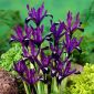Irys Purple Gem - 10 cebulek