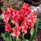 Kanna - Orchid - 1 kłącze