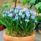 Szafirek błękitny - Muscari azureum - 10 cebulek