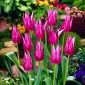 Tulipan liliokształtny Maytime - 5 cebulek