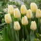 Tulipan Cheers - 5 cebulek