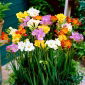 Freesia - Frezja pojedyncza mix kolorów - 10 cebulek