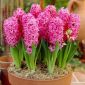 Hiacynt Pink Pearl - 3 cebulki