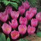 Krokus jesienny - crocus zonatus - 10 cebulek
