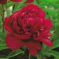 Piwonia, Paeonia - Madame Gaaudichau - 1 kłącze