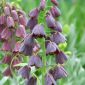 Szachownica perska czarna - Fritillaria - 1 cebulka
