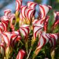 Oxalis - Szczawik Versicolor - 2 bulwy