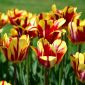 Tulipan El Cid - opak. 5 szt.