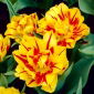Tulipan Monsella - opak. 5 szt.