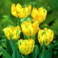 Tulipan papuzi Texas Gold - 5 cebulek