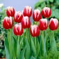 Tulipan Leen van der Mark - 5 cebulek
