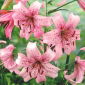 Lilia tygrysia - Pink Tiger - 1 cebula
