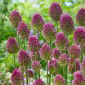 Czosnek główkowaty - Allium sphaerocephalon - 20 szt.