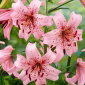 Lilia tygrysia - Pink Tiger - 1 cebula