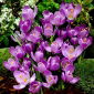 Krokus Flower Record - 10 szt.