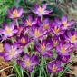 Krokus Whitewell Purple - 10 szt.