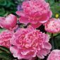 Piwonia, Paeonia - Edulis Superba - 1 kłącze