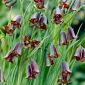 Szachownica Elwesa - Fritillaria elwesii - 5 cebulek