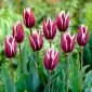 Tulipan Chansonette - opak. 5 szt.