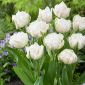 Tulipan Mount Tacoma - 5 cebulek