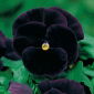 Bratek wielokwiatowy Black King - 400 nasion