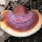 Lakownica lśniąca, lakownica żółtawa Reishi - grzybnia na kołkach - Planto