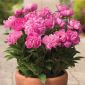 Piwonia, Paeonia - Patio Rome - niska, doniczkowa - 1 kłącze