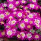 Zawilec grecki - Pink Star - 8 szt.