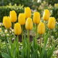 Tulipan żółty - Yellow - 5 cebulek