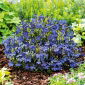 Lobelia przylądkowa niebieska - Stroiczka - 6400 nasion