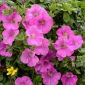 Petunia wielkokwiatowa - różowa - 80 nasion