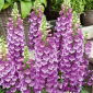 Naparstnica purpurowa - 1000 nasion