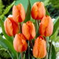 Tulipan pomarańczowy Orange - 5 cebulek