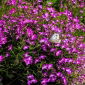 Lobelia fioletowa Mitternachtsblau - 6400 nasion