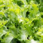 Endywia - mieszanka odmian - Baby Leaf - 900 nasion