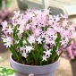 Śnieżnik - Chionodoxa forbesii Pink Giant - 10 cebulek