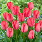 Tulipan Van Eijk - 5 cebulek