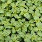 BIO Bazylia Italiano Classico - Certyfikowane nasiona ekologiczne - 325 nasion