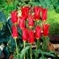 Tulipan Aladdin - 5 cebulek